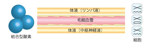 通常の呼吸で得られる酸素は、赤血球中にあるヘモグロビンと結合して体内に取り込まれ各所に運搬されます。これを<b>結合型酸素</b>と言いますが、分子が大きいため微細な毛細血管の奥まではなかなか行き届きません。