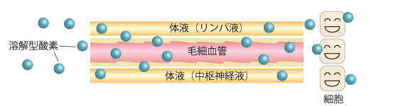 この結合型酸素の他に、血液や体液等にダイレクトに溶け込む酸素が存在します。これを<b>溶解型酸素</b>と言い、微細な分子のまま存在するため血流などによって身体の抹消まで行き渡ることが出来ますが、この溶解型酸素の量は結合型酸素の量と比較すると、約1~2%程度と微量にしか存在しません。